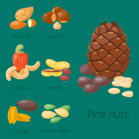 Piles of different nuts hazelnut almond peanut walnut cashew tasty seed vector illustrationのイラスト素材