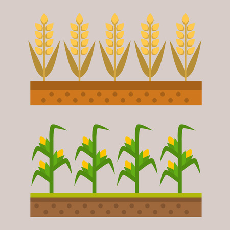Vector farm harvesting field agriculture horticulture healthy natural land vegetarian vegetable illustration.のイラスト素材
