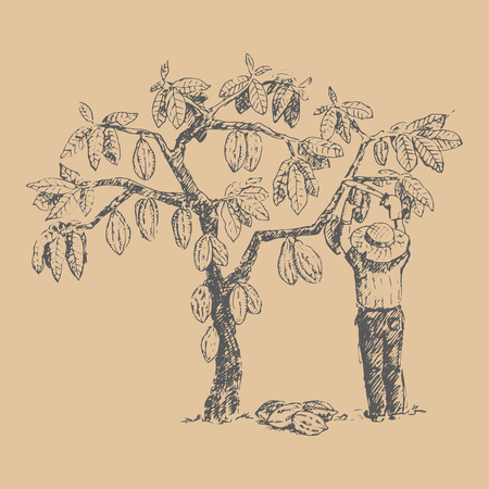 Vector cocoa tree with man character farmer hand drawn sketch doodle food chocolate sweet illustration.のイラスト素材