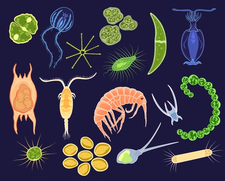 海洋生物学の写真 イラスト素材一覧 25 560件 ストックフォトのamanaimages Plus