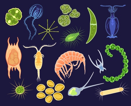 Plankton vector aquatic phytoplankton and planktonic microorganism under microscope in ocean illustration set of micro cell organism in microbiology underwater sea isolated on background.