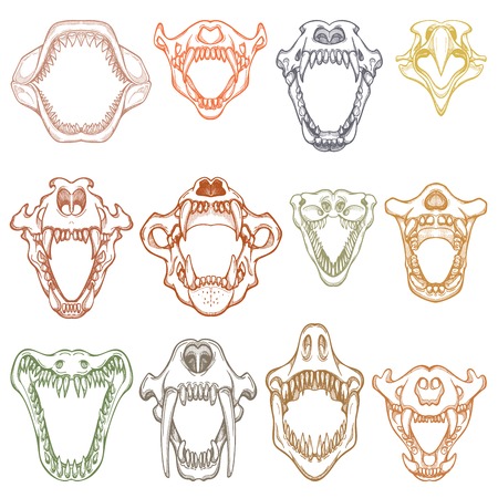 Animals mouth vector open boney jaw with teeth or fangs of roaring animals angry shark and aggressive crocodile illustration set skeleton of animalistic beast isolated on white background.のイラスト素材