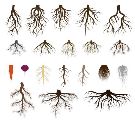 Root system set vector illustrations. Taproot and fibrous rooted brown silhouettes of various plants, trees, vegetables below ground level. Underground branched root design isolated icons on whiteのイラスト素材