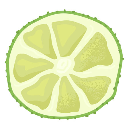 Close-up cross section of lime slice with pulp and seeds. Detailed citrus fruit slice illustration. Vector illustration of fresh lime, perfect for food and drink themes.のイラスト素材