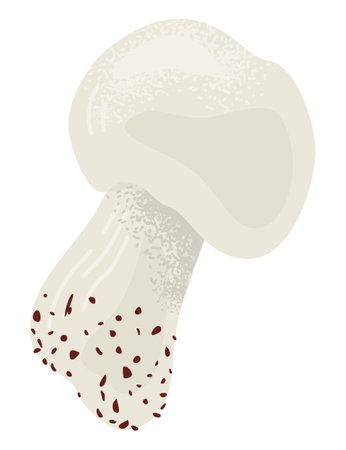 Realistic mushroom vector illustration. Single champignon with detailed cap and stem, isolated on white. Edible fungi and natural food vector illustration.のイラスト素材