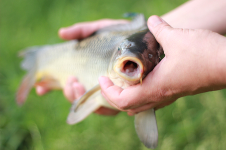 Happy fisherman holding a carp fishの写真素材
