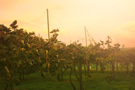 Sunrise at kiwifruitâs orchard in Tauranga, New Zealandの写真素材