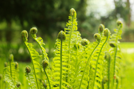 Where the green fern growsâ¦opt.5の写真素材