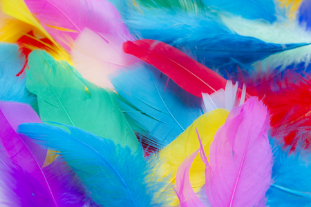 Close up to bright colorful feathers backgroundの写真素材