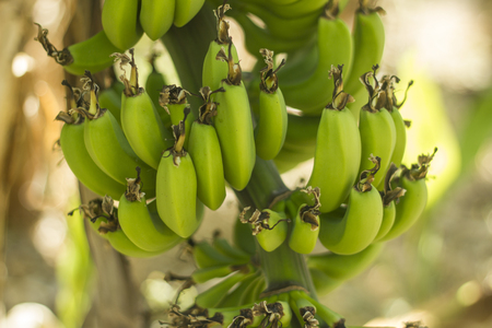 Close-up to the bunch of green bananas on a treeの写真素材