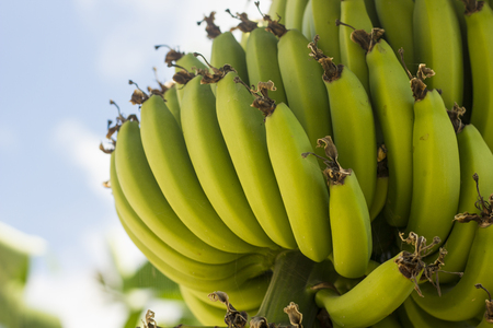 Close-up to the bunch of green bananas on a treeの写真素材