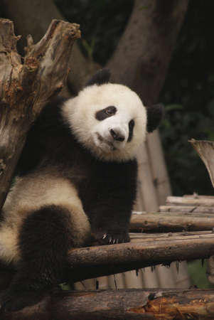 Giant Panda, Chinaの写真素材