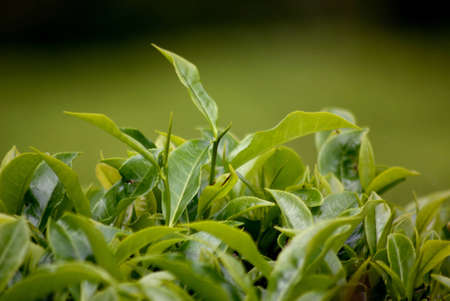 Cameron Highlands, Malaysia, tea plantation