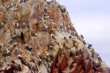 ballestas islands, peruの写真素材