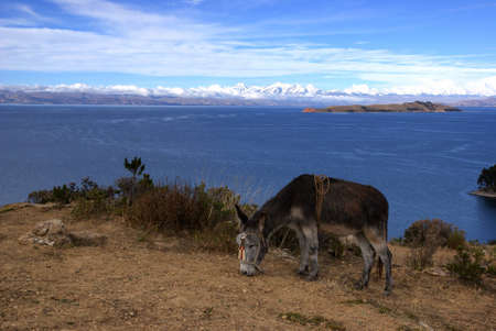 Isla del sol, Titicaca lake, Boliviaの写真素材