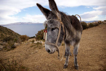 Isla del sol, Titicaca lake, Boliviaの写真素材