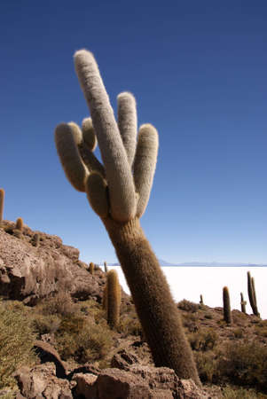 Isla del Pescado, Salar de Uyuni, Boliviaの写真素材