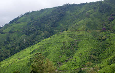 tea plantation, cameron highlands, malaysia