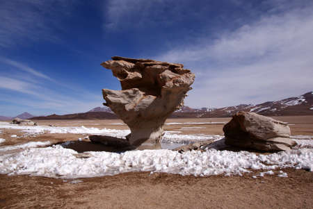 Arbol de piedraのeditorial素材