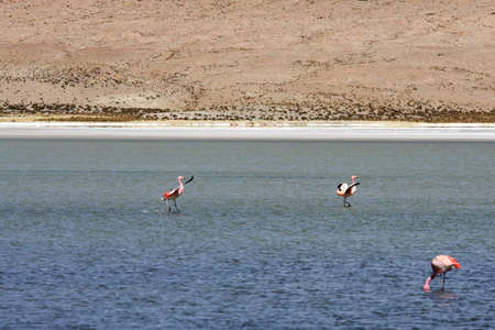 Flamingos on lake, Boliviaの写真素材
