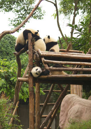 Panda, Chengdu, Sichuan, Chinaの写真素材