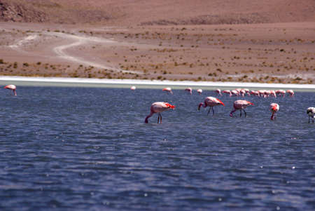 	Laguna celeste in atacama desert, Flamingos, Bolivia