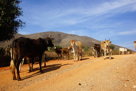 Cows in landscape of Myanmar (Burma)の写真素材