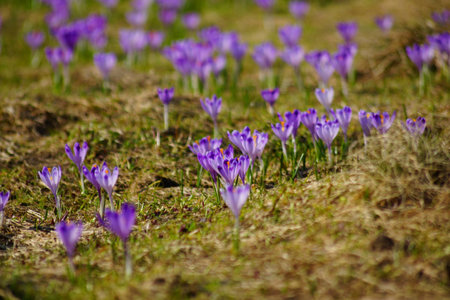 Crocuses in Chocholowska valley, Tatra Mountain in Polandの写真素材