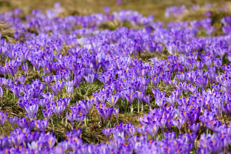 Crocuses in Chocholowska valley, Tatra Mountains in Polandの写真素材