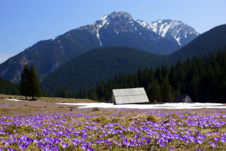 Crocuses in Chocholowska valley, Tatra Mountains in Polandの写真素材