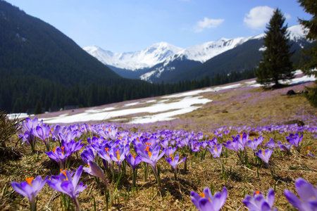 Crocuses in Chocholowska valley, Tatra Mountains in Polandの写真素材