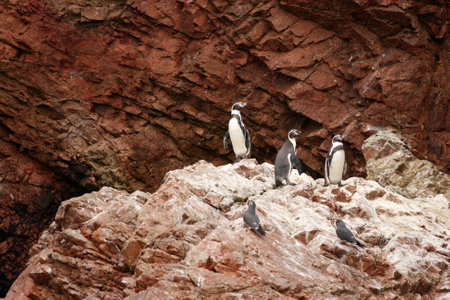 Humboldt Penguin in the island Ballestas, Paracas national park in Peru の写真素材