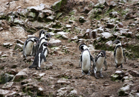 Humboldt Penguin in the island Ballestas, Paracas national park in Peru の写真素材