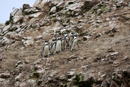 Humboldt Penguin in the island Ballestas, Paracas national park in Peru の写真素材