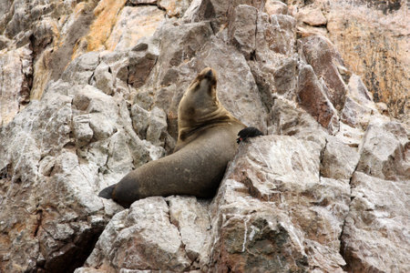 Seal on Islas Ballestas in Paracas National park, Peruの写真素材