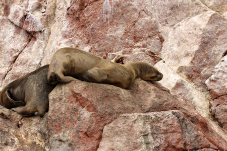 Seal on Islas Ballestas in Paracas National park, Peruの写真素材