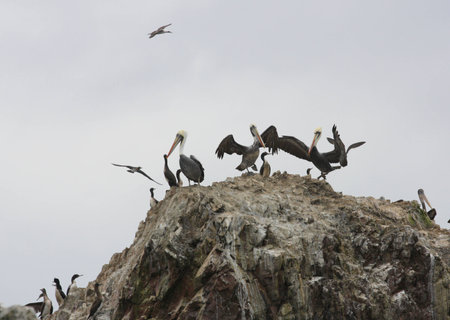 Pelicans on Ballestas Islands, Paracas National park in Peruの写真素材