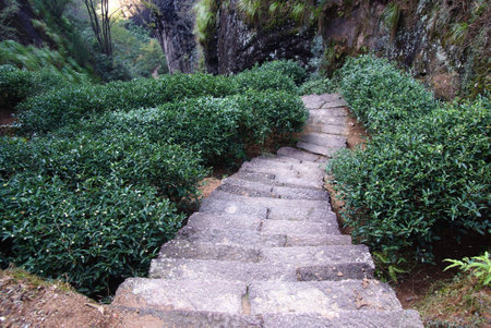 Tea plantation in Fujian Province in Chinaの写真素材