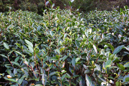 Tea plantation in Fujian Province in Chinaの写真素材