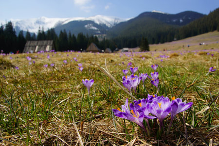 Crocuses in Chocholowska valley, Tatra Mountains in Polandの写真素材