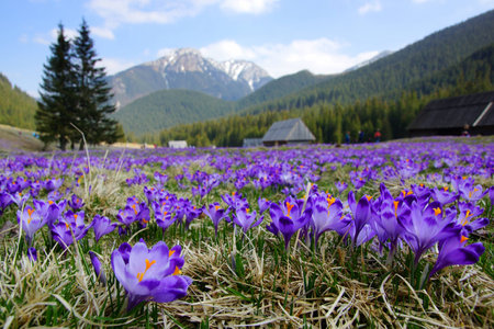 Crocuses in Chocholowska valley, Tatra Mountains in Polandの写真素材