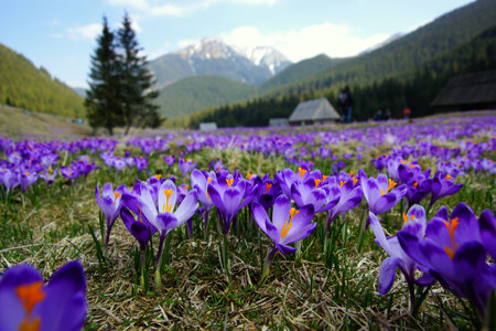 Crocuses in Chocholowska valley, Tatra Mountains in Polandの写真素材