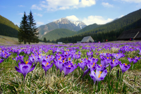 Crocuses in Chocholowska valley, Tatra Mountains in Polandの写真素材