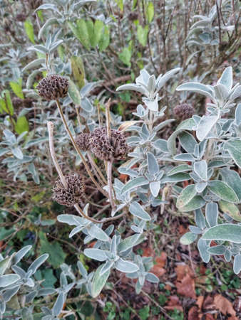 Jerusalem sage plantの写真素材