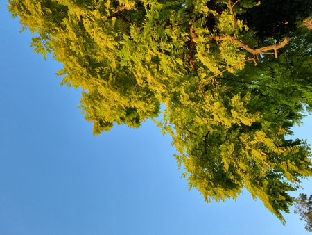A peaceful blissful walk through the park on a hot summers dayの写真素材