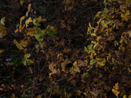 peaceful green nature colorful leaves in autumnの写真素材
