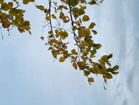 peaceful green nature colorful leaves in autumnの写真素材