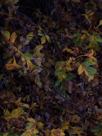 peaceful green nature colorful leaves in autumnの写真素材