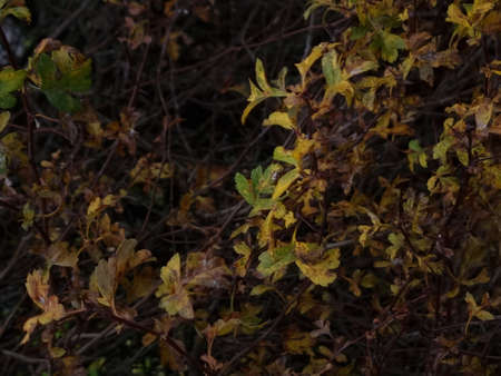 peaceful green nature colorful leaves in autumnの写真素材