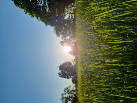 Green grass and blue sky with sun rays, abstract natural background.の写真素材